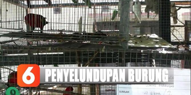 Polisi Gagalkan Penjualan 85 Burung Dilindungi di Maluku Utara