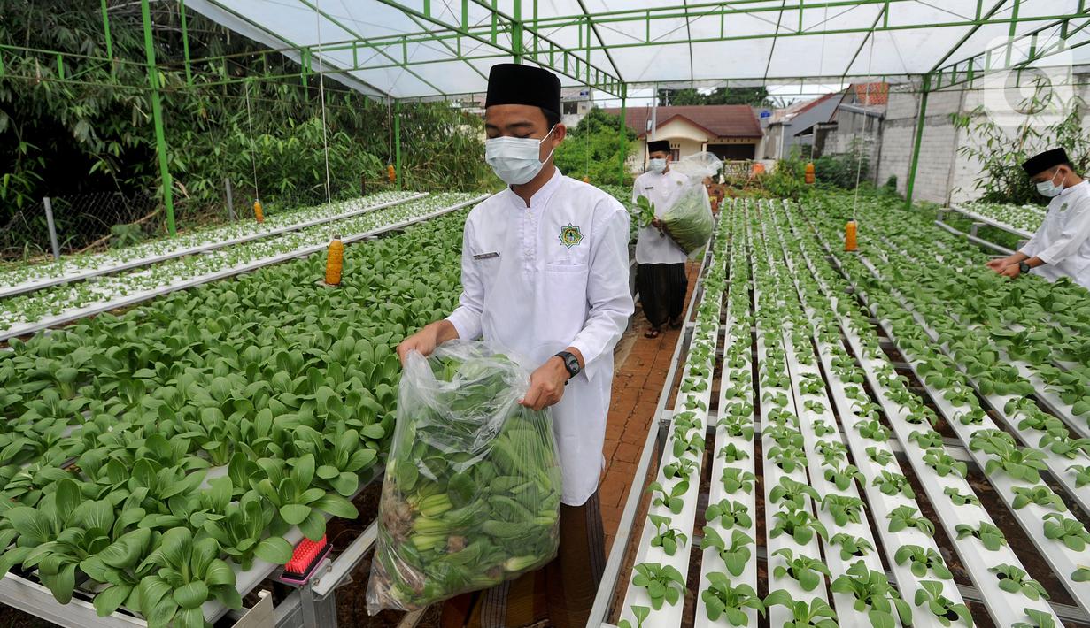 Santri memanen bayam usai memperingati Hari Santri Nasional di Kebun Gizi Hidroponik, Pesantren Hidayatullah Depok, Jawa Barat, Kamis (22/10/2020). Beragam sayur dikelola secara mandiri oleh para santri dengan nilai panen mencapai 1,2 ton atau sekitar Rp 20 juta per bulan. (merdeka.com/Arie Basuki)