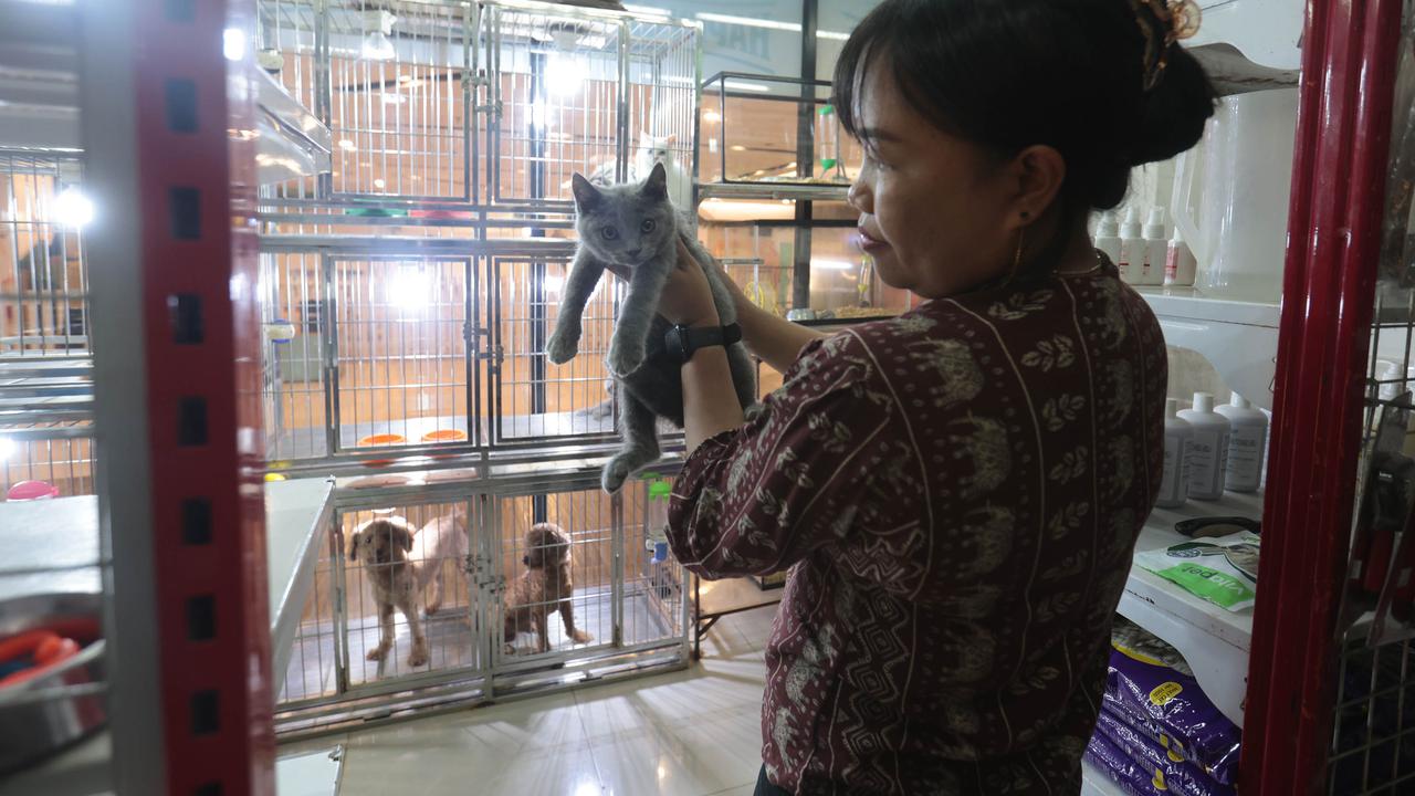 Cukur Bulu hingga Mandi Hewan Jadi Cuan Bisnis Pet Shop