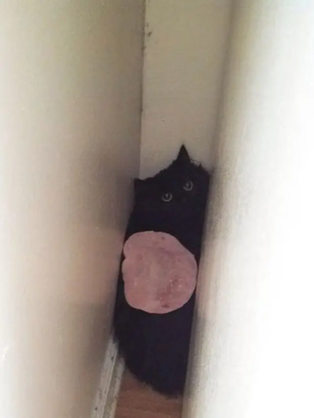 6 Tingkah Lucu Kucing Saat di Rumah, Mau Marah Tapi Gemesin