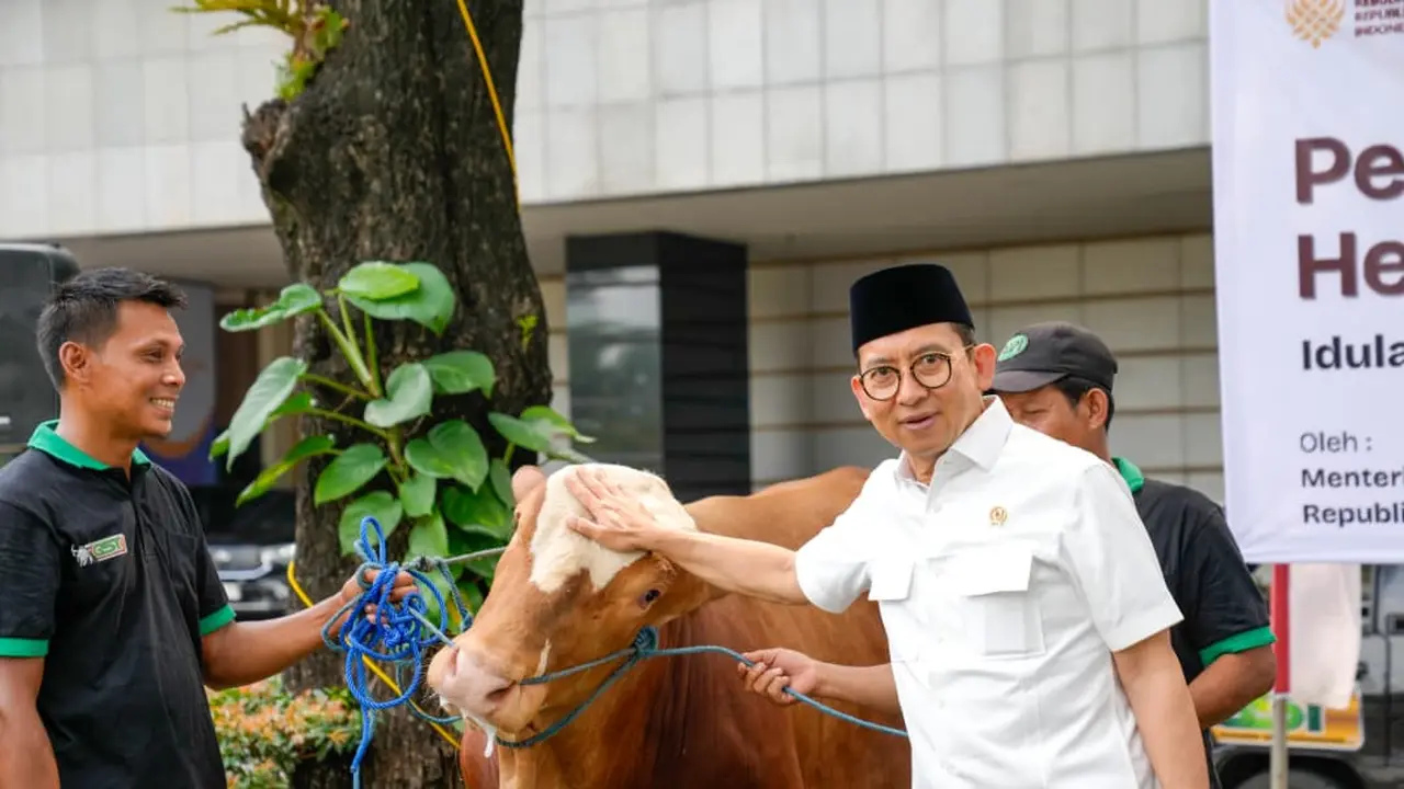 Kemenbud Kurban 23 Sapi Ras Bali dan Limosin Sambut Idul Adha, Kapan Dagingnya Dibagikan?