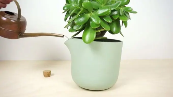 [Bintang] Canggih! Pot Ini Beri Tanda Kalau Tanaman Kekurangan Air!