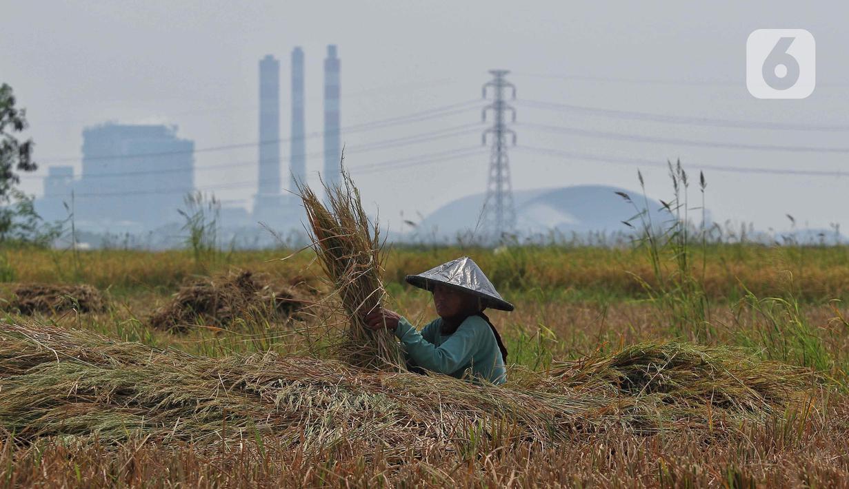 Kenaikan ini juga dipengaruhi menurunnya tingkat produksi yang dialami sejumlah petani. (Liputan6.com/Angga Yuniar)