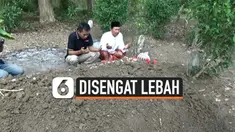 Seorang wargga Tuban, Jawa timur tewas setelah diengat ratusan lebah di belakang rumahnya. Korban menderita ratusan luka di sekujur tubuhnya.