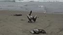 Pelikan mati tergeletak di pantai, saat yang lain berjuang untuk berjalan, di pantai Santa Maria di Lima, Peru, Selasa (29/11/2022). Setidaknya 13.000 pelikan telah mati sejauh ini pada bulan November di Sepanjang Pantai Pasifik Peru akibat flu burung, menurut The National Forest and Wildlife Service (Serfor) pada hari Selasa. (AP Photo/Guadalupe Pardo)