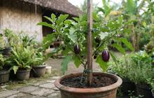 Cara Menanam Terong dari Biji untuk Kebun Rumahan, Cocok untuk Pemula