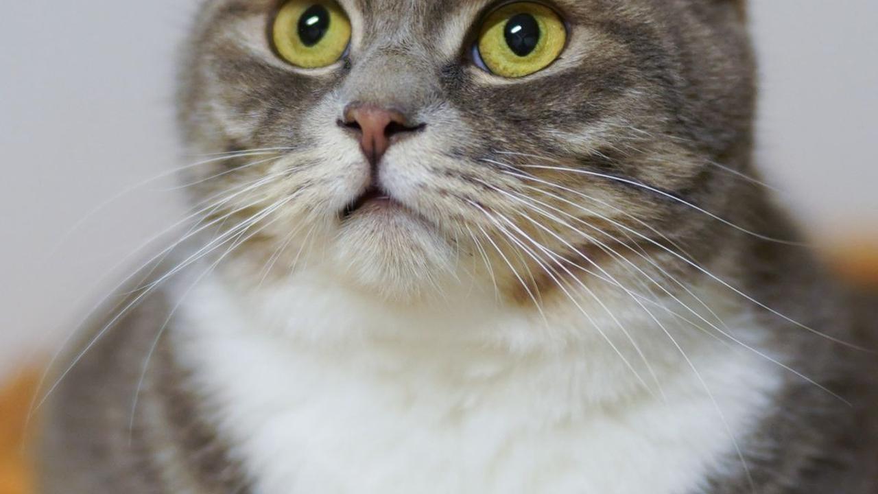Nama Kucing Lucu