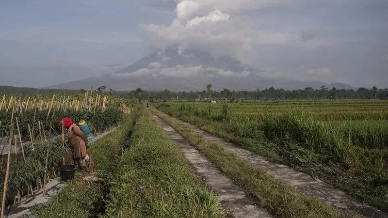 Gunung Semeru Erupsi, Lahan Pertanian di Lumajang Tertutup Debu