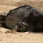 Buaya empat meter tanpa kepala yang ditemukan di Far North Queensland, Australia. (Tom Chalmers Hayes, Instagram/@crocodile_beers via News.com.au)
&nbsp;