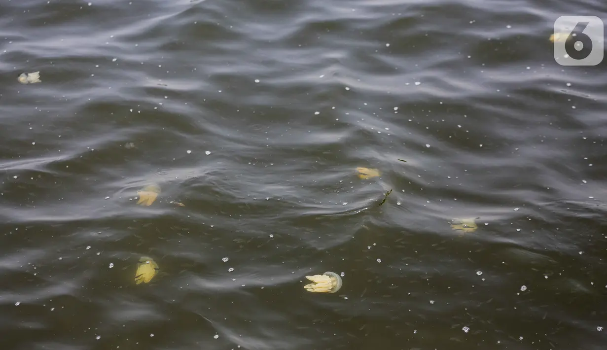 Kawanan ubur-ubur terlihat di Pantai Lagoon, Ancol Taman Impian, Jakarta, Rabu (9/10/2019). Kawanan ubur-ubur mulai terlihat di Pantai Lagoon Ancol sejak 6 Oktober lalu. (Liputan6.com/Faizal Fanani)