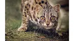 6 Kucing Asli Indonesia Ini Terancam Punah