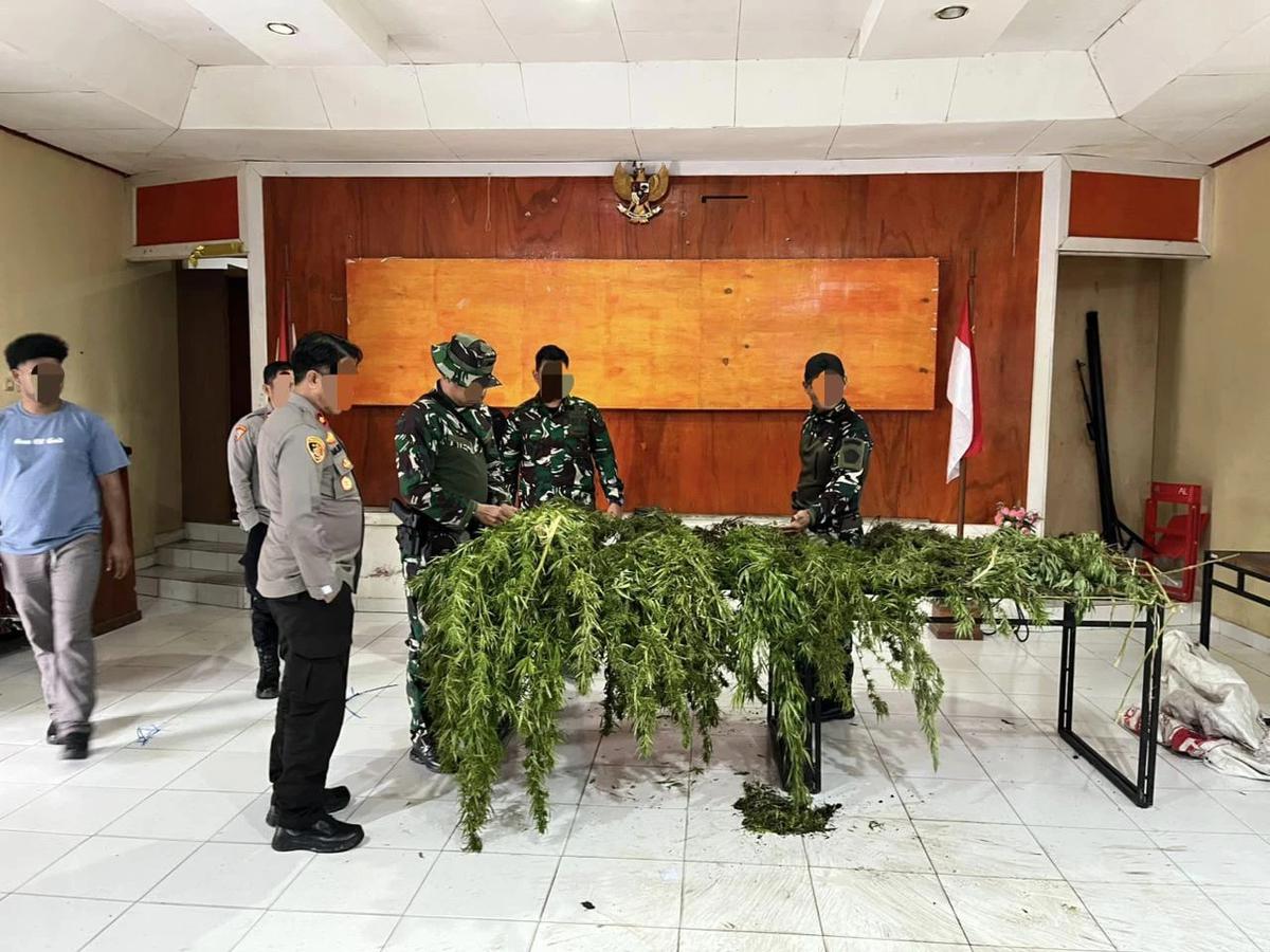 Tim Gabungan Satgas Damai Cartenz, Polres Pegunungan Bintang dan TNI Temukan Ladang Ganja saat Patroli Taktis