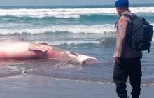 Hiu Paus Sepanjang 6,6 Meter Ditemukan Mati di Pantai Bali