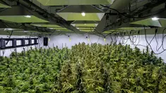 Kebun ganja yang tumbuh subur  di perkebunan milik Alternative Solutions, di sebuah gang buntu tak jauh dari Gedung Putih, Washington DC, Amerika (20/4).  Alternative Solutions merupakan tempat legal untuk menanam ganja. (Brendan Smialowski / AFP)