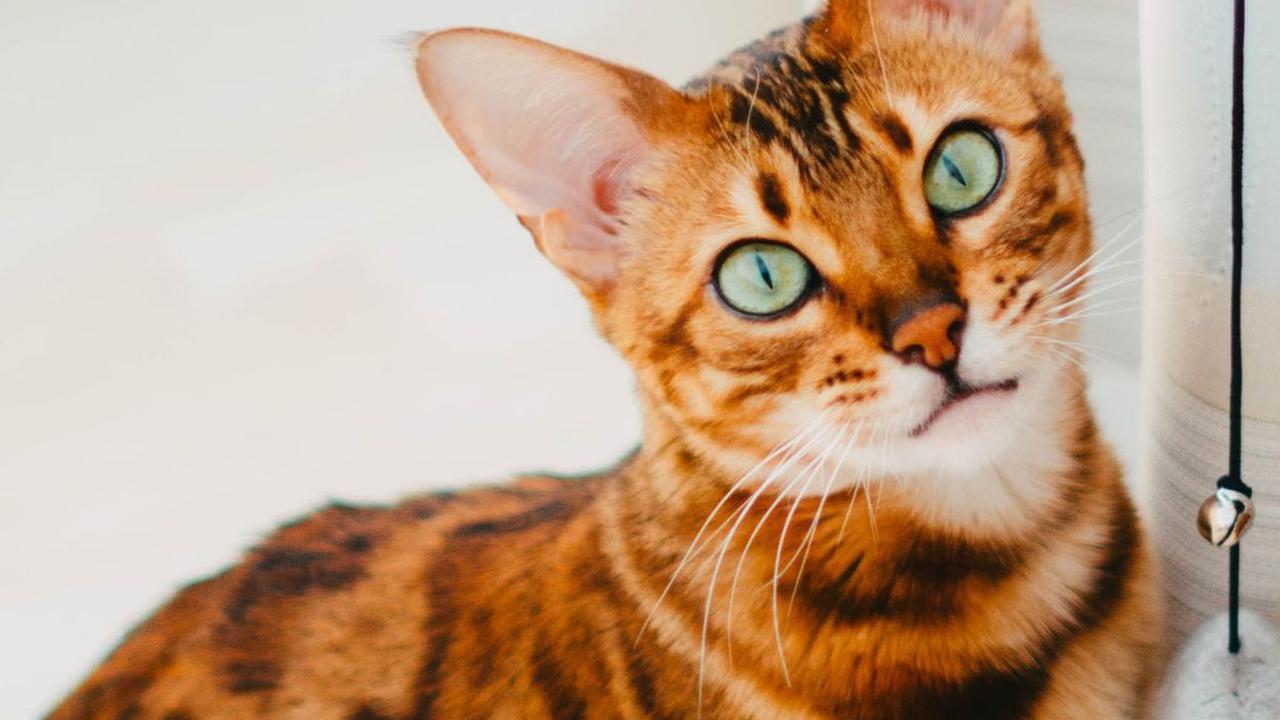 Jenis Kucing Bengal dan Karakteristik, Pahami Sifat dan Cara Merawatnya