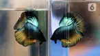 Tampilan salah satu jenis ikan cupang dalam Pameran dan Bazaar Cupang di Pasar Gembrong Baru Cipinang, Jakarta, Jumat (30/10/2020). Ajang yang berlangsung hingga 30 November 2020 itu menampilkan beragam jenis ikan cupang (Betta sp) dengan harga bervariasi. (Liputan6.com/Helmi Fithriansyah)