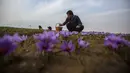 Seorang pria memetik bunga saffron dengan yang lain di Pampore, selatan Srinagar, Kashmir yang dikuasai India, Minggu (31/10/2021). Sejumlah besar bunga ini digunakan untuk menghasilkan saffron, ramuan aromatik yang merupakan salah satu rempah-rempah paling mahal di dunia. (AP Photo/Mukhtar Khan)