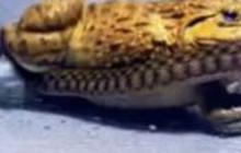 Pertarungan Sengit Ular vs Katak, Endingnya Tak Terduga