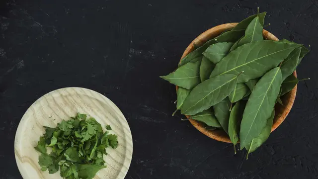 Daun Katuk