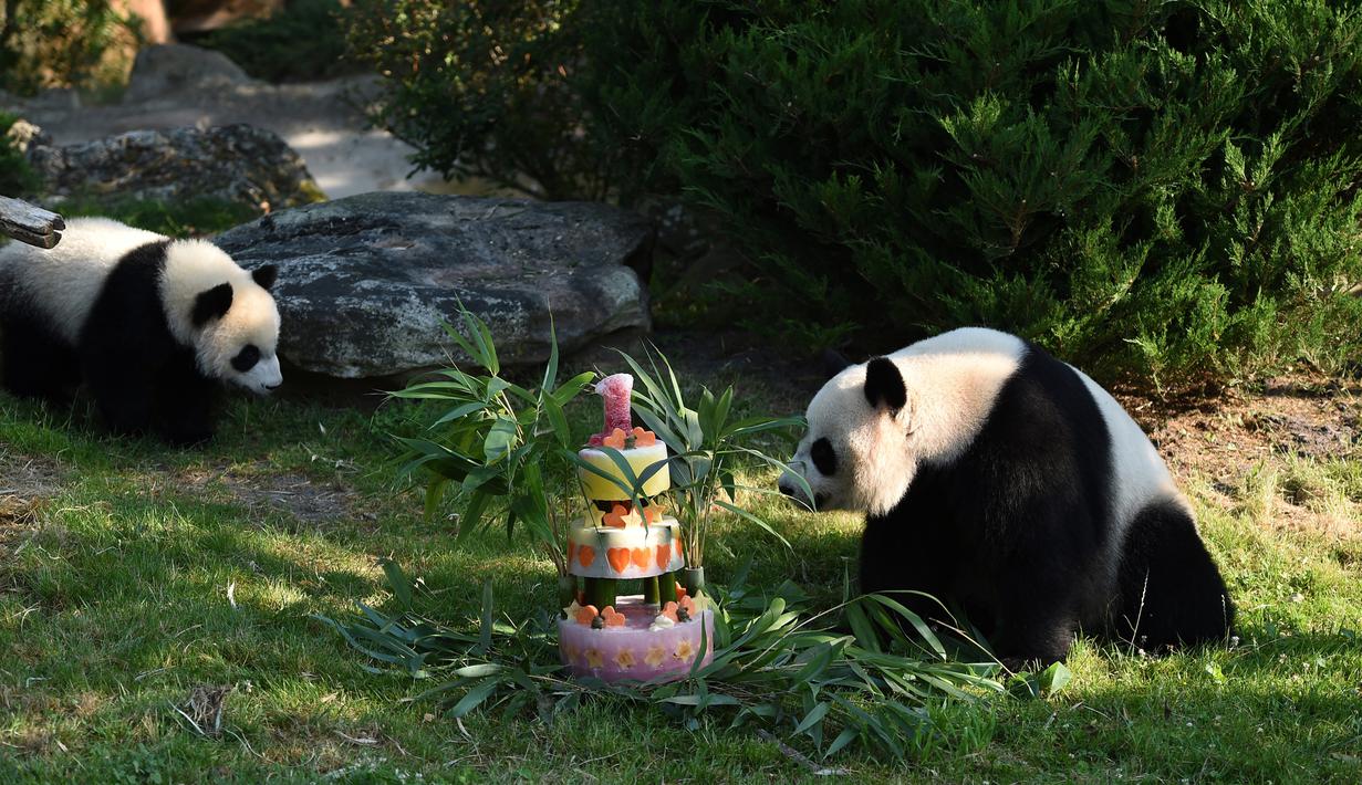 Panda Yuan Meng (kiri) dan ibunya Huan Huan melihat ke arah kue ulang tahunnya di dalam kandangnya di The Beauval Zoo di Saint-Aignan-sur-Cher, Prancis tengah  (4/8). (AFP Photo/Guillaume Souvant)