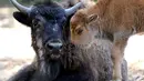 Bayi bison yang baru lahir tanggal 6 Mei 2014 itu mencoba mendekati induknya, Selasa (13/05/2014), kebun binatang Zoologischer Garten di Berlin (AFP PHOTO/Britta Pedersen )