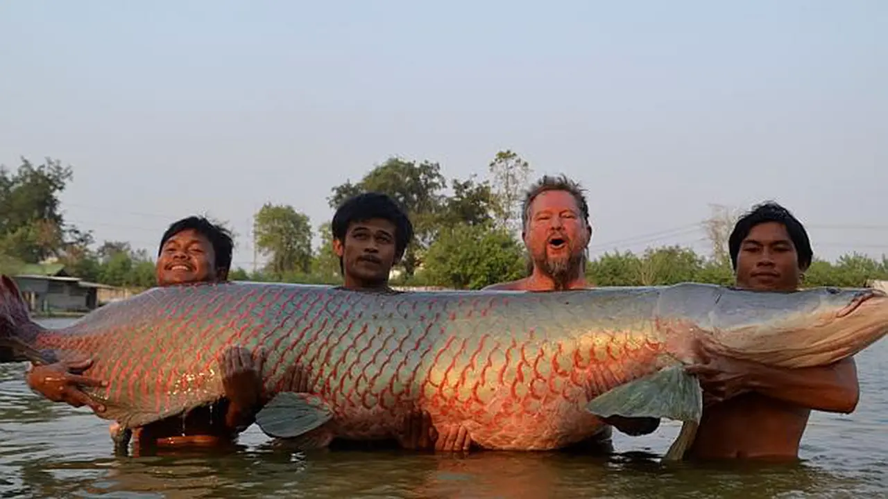 Pemancing Tangkap Ikan 'Monster' Arapaima di Thailand