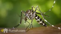 Untuk mencegah virus Zika menjangkiti Anda dan keluarga, berbagai upaya harus dilakukan. Salah satunya dengan menamam beberapa tumbuhan peng