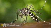 Mencegah Virus Zika Mulai dari Halaman Rumah