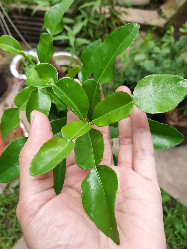 Cara Simpan Jeruk Purut Agar Awet Segar Sampai Seminggu, Tanpa Dibungkus Plastik