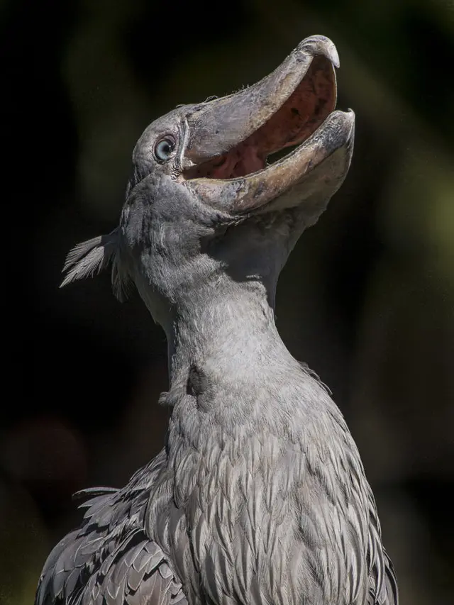 Perilaku Unik Shoebill