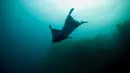 Penyelam gaya bebas asal Monaco, Pierre Frolla memakai prototipe wetsuit 'Oceanwings' saat menyelam di laut Mediterania (13/8). Wetsuit yang digunakan melucur dalam air tersebut diproduksi oleh Aqualung. (AFP Photo/Boris Horvat)