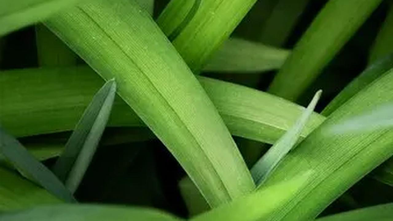 Manfaat Daun Pandan