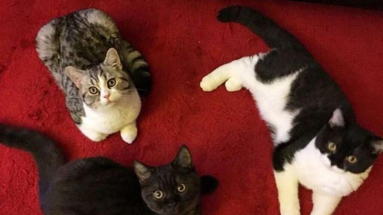 10 Cara Cegah Kucing Kencing Sembarangan, Penting Bagi Kebersihan Rumah