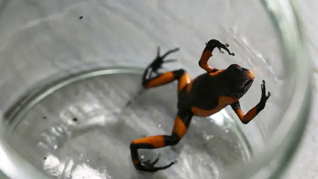 FOTO: Oophaga Lehmanni, Katak Beracun yang Terancam Punah karena Keindahannya