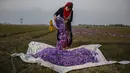 Warga mengumpulkan bunga saffron setelah memetiknya di Pampore, selatan Srinagar, Kashmir yang dikuasai India, Minggu (31/10/2021). Sejumlah besar bunga ini digunakan untuk menghasilkan saffron, ramuan aromatik yang merupakan salah satu rempah-rempah paling mahal di dunia. (AP Photo/Mukhtar Khan)