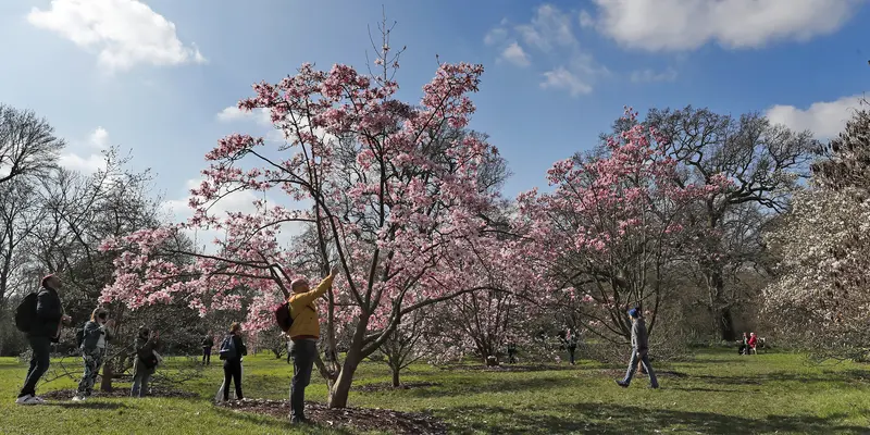 Melihat Keindahan Bunga Magnolia di Kew Gardens London