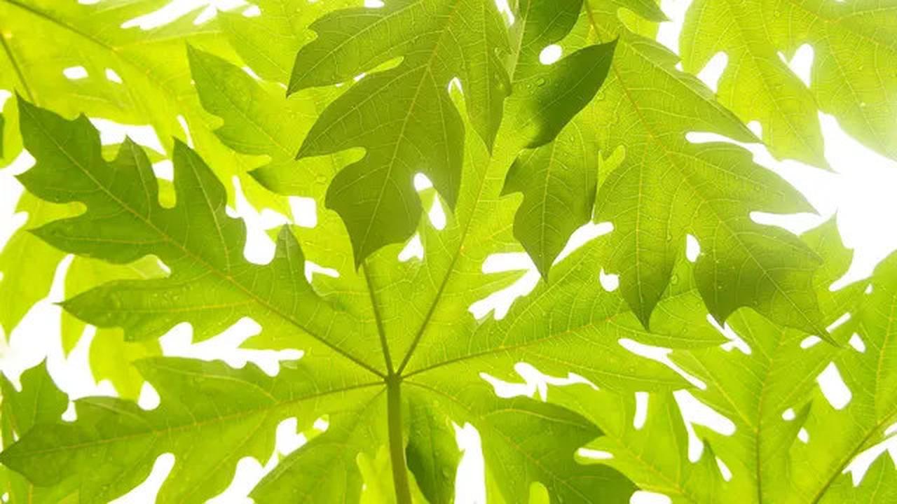 Trik Cepat Empukkan Kikil Sapi Tanpa Panci Presto