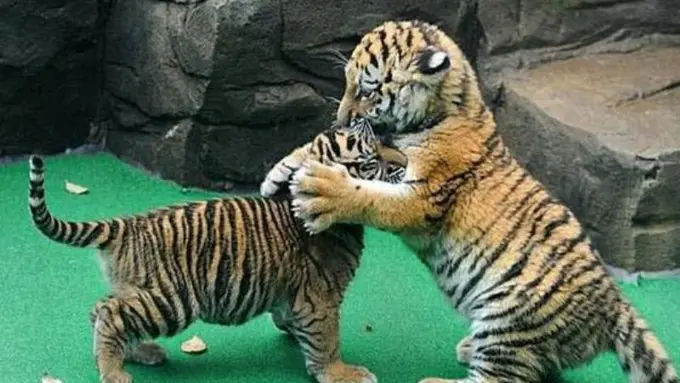 Lagi Stres? Pantengin 19 Anak Hewan yang Imut Luar Biasa Ini!