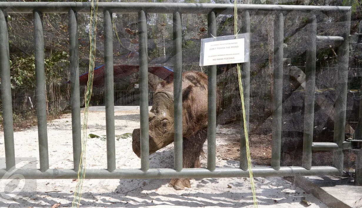 Badak Sumatera jantan bernama Harapan saat berada di dalam kandang Taman Nasional Way Kambas, Lampung, Kamis (5/11). Badak ini sempat dipinjam kebun binatang Cincinnati Zoo Amerika Serikat. (Liputan6.com/Fery Pradolo)