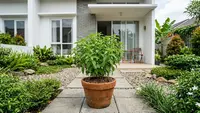 Cara Menanam Stevia di Pot untuk Pemula, Bisa Jadi Pengganti Gula