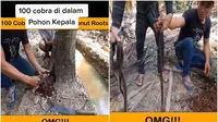 Viral Pria Ini Temukan 100 Ular di Dalam Pohon Kelapa, Bikin Merinding (Sumber: TikTok/@priamales)