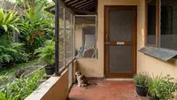 8 Cara Mengusir Kucing dari Kebun Tanpa Menyakiti, Tetap Efektif dan Humanis
