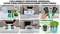 9 Cara Membuat Hidroponik Sederhana Tanpa Pompa, Tak Perlu Peralatan Rumit