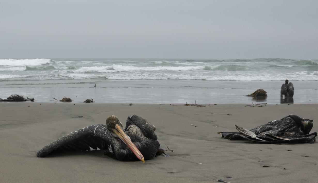 Pelikan mati tergeletak di pantai Santa Maria di Lima, Peru, Selasa (29/11/2022). Setidaknya 13.000 pelikan telah mati sejauh ini pada bulan November di Sepanjang Pantai Pasifik Peru akibat flu burung, menurut The National Forest and Wildlife Service (Serfor) pada hari Selasa. (AP Photo/Guadalupe Pardo)