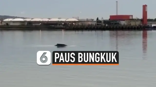 Seekor ikan paus bungkuk ditemukan mati di Sungai Thames, London. Sebelumnya hewan tersebut beberapa kali menampakkan diri selama akhir pekan.