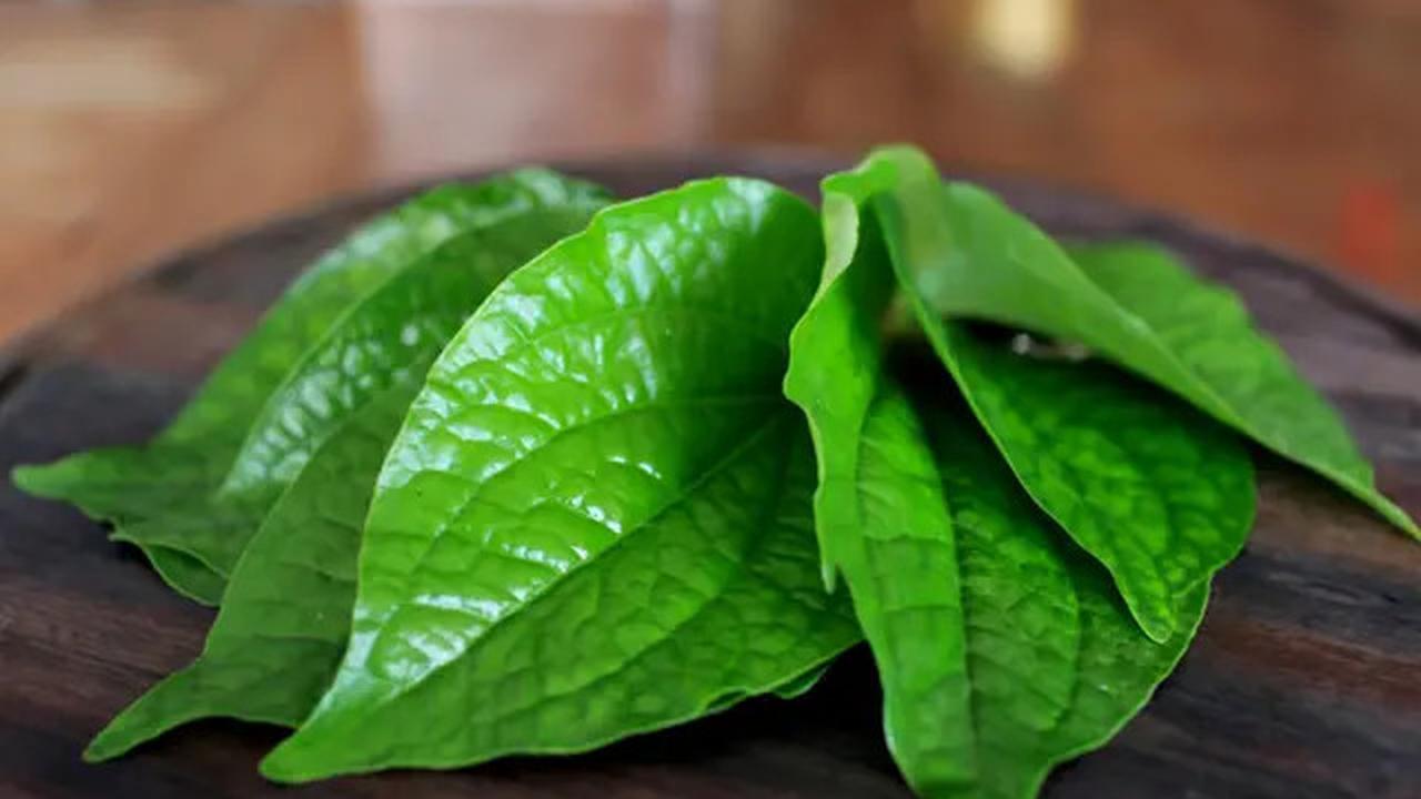 Cara Alami Mengatasi Bau Mulut, Buah Jeruk sampai Teh Hijau Bisa Jadi Obat Mujarab
