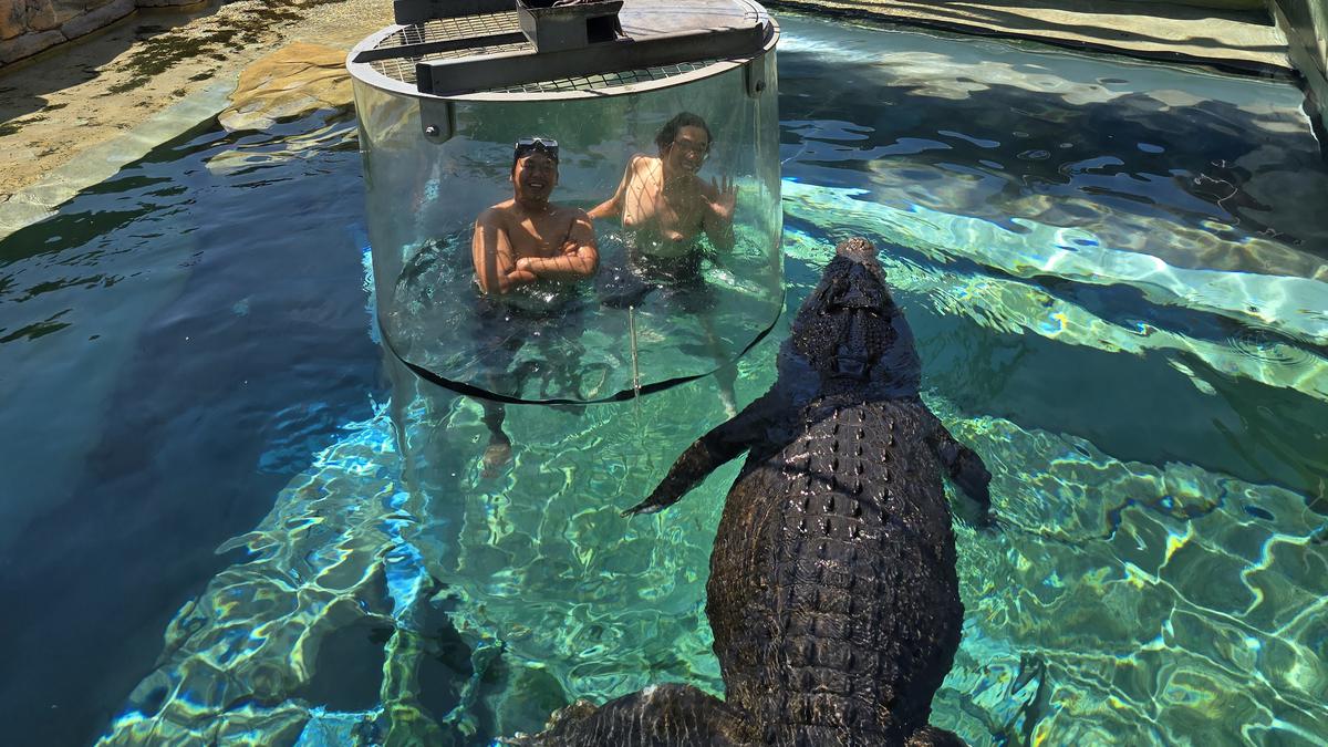 Laporan Liputan6.com dari Darwin Australia: Pengalaman Mendebarkan Berenang Bareng Buaya Raksasa