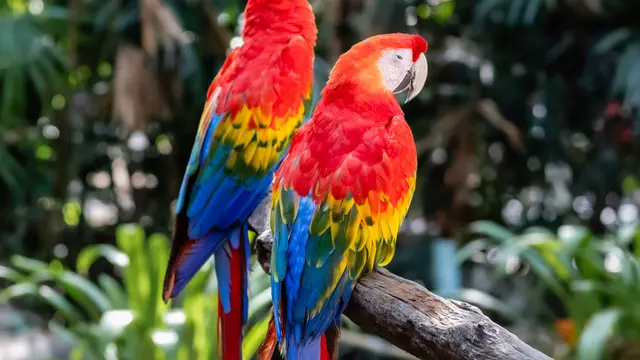 Scarlet Macaw