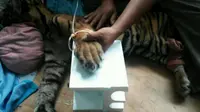 Anak Harimau Sumatera menderita luka membusuk di bagian dagu, dada, dan jari kaki kanan. (Liputan6.com/M Syukur)