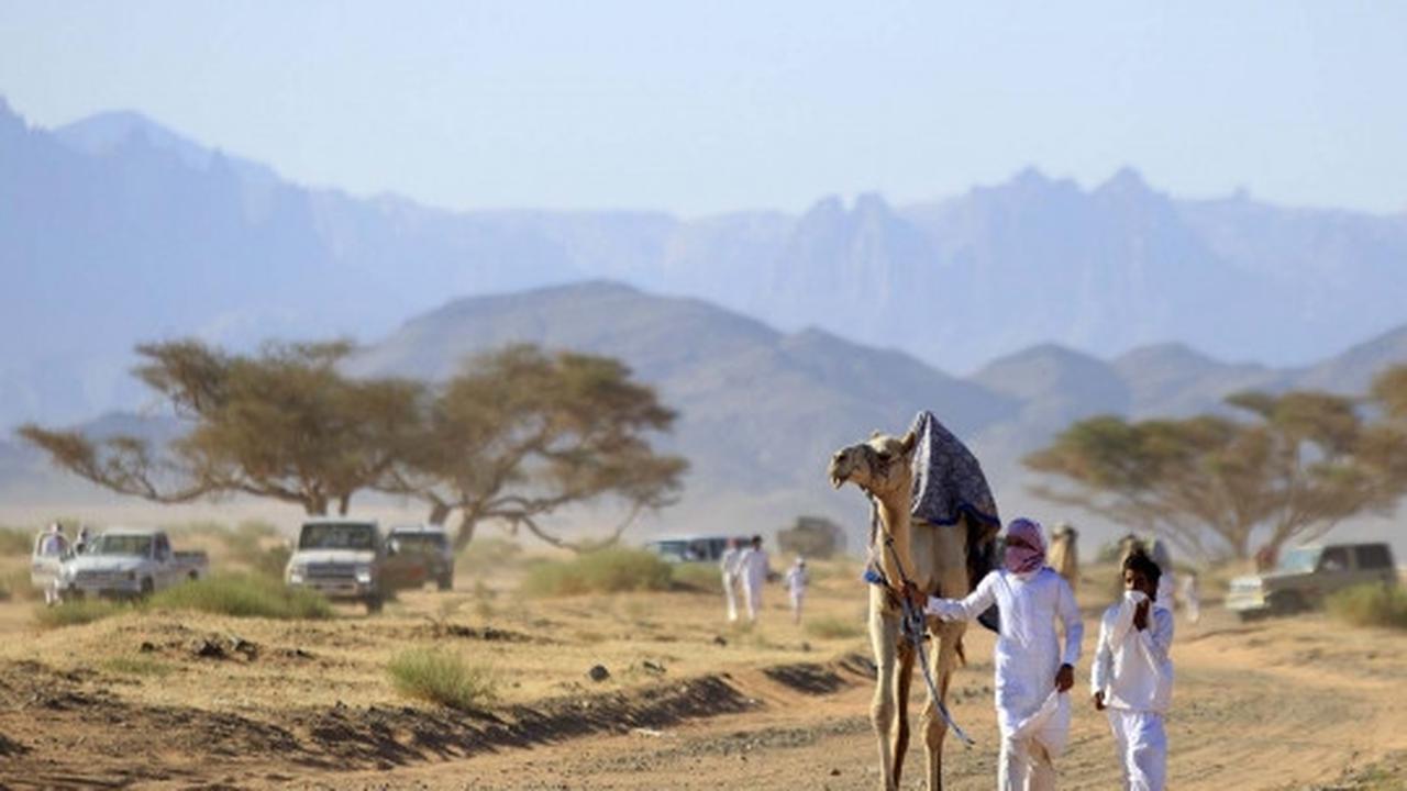 Tradisi balap unta meriahkan Idul Fitri di Arab Saudi